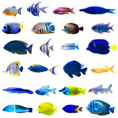 Tropical fish set - obrazy, fototapety, plakaty