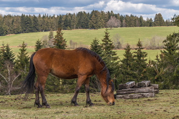 cheval brun au pré