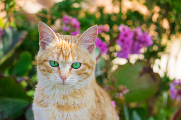 Gatto rcon occhi verdi tra i fiori
