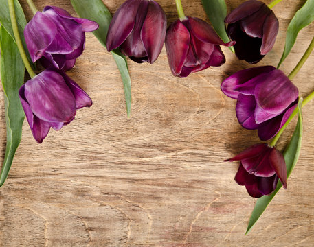 frame for photo from fresh tulips.
