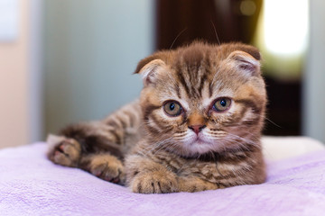 Scottish kitten lying on a pink pillow at home