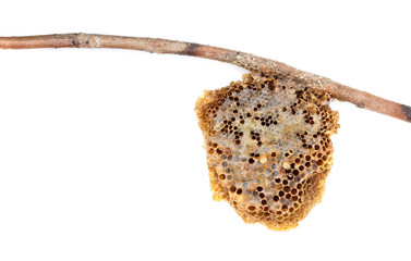 honeycomb