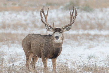 Mule Deer Buck in snow