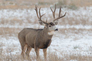 Naklejka na ściany i meble Mule Deer Buck in Snow