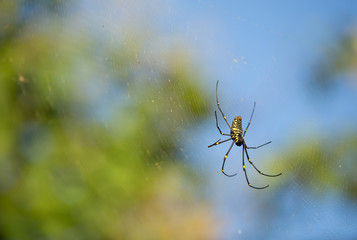 spider on web