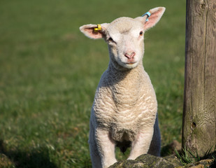 Obraz premium Cute Spring Lambs, West Yorkshire