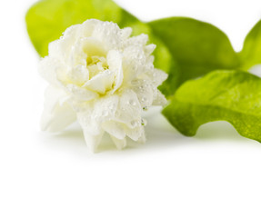 Arabian jasmine on white background