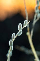 ветка вербы с почками на закате весной