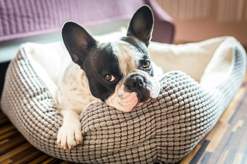 Adorable french bulldog on the lair - obrazy, fototapety, plakaty