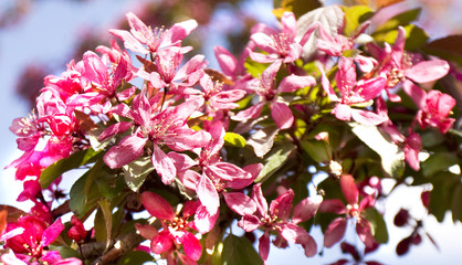 Pink cherry flowers