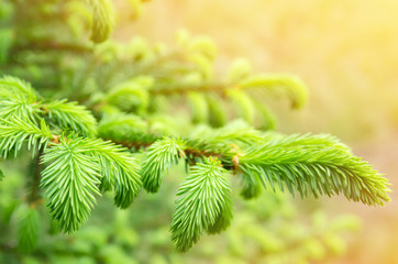 Spring background of bright fresh spruce branches