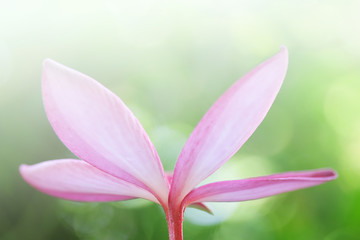 Plumaria flower