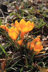 yellow crocus flowers