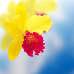 Cattleya orchid on a blurry background