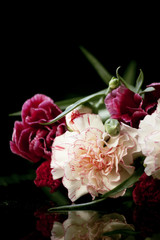 carnation on a dark background