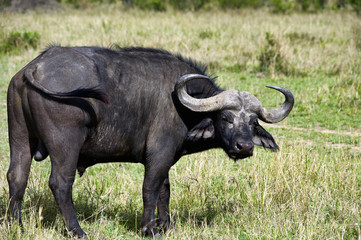 Obraz premium African buffalo Masai Mara park (Africa)