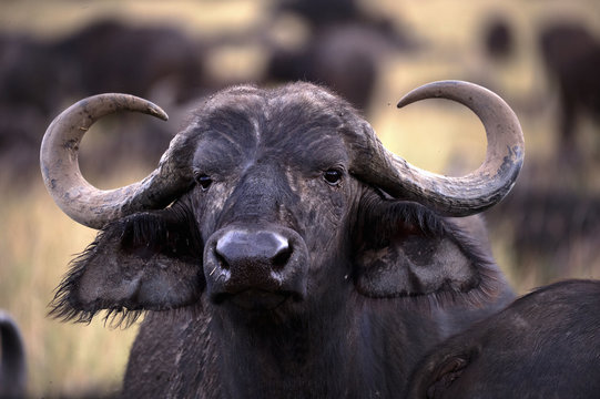 African buffalo Masai Mara park (Africa)