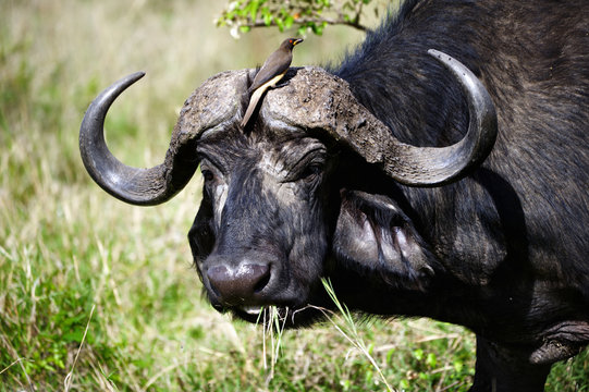 African buffalo Masai Mara park (Africa)
