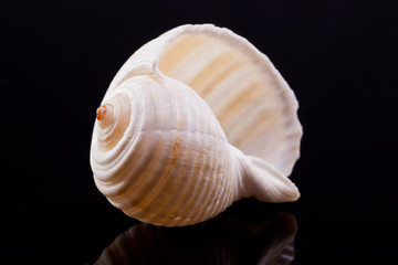 sea shell isolated on black background