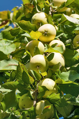 Ripe apples on a branch