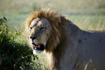 Obraz na płótnie Canvas Big male African lion (Panthera leo) lying in the grass