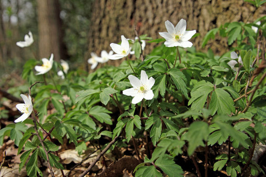 Anemone, Buschwindrosen im Wald