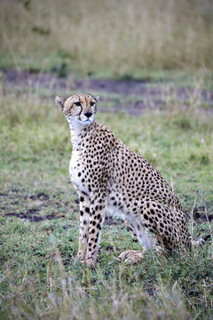 Cheetah in Masai Mara National Park (Africa)