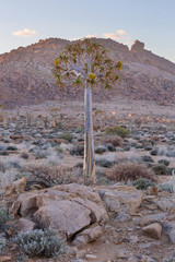 Lone quiver tree