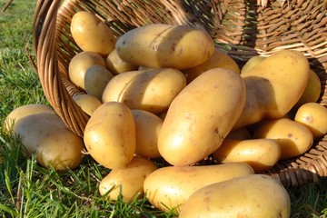 Pommes de terre