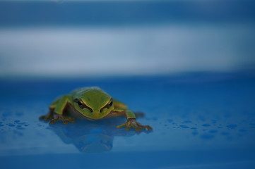 Tree frog on blue