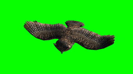 Owl in fly - seperated on green screen