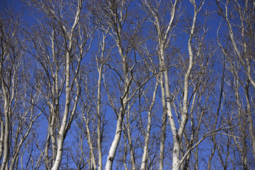 Trees on a autumn day
