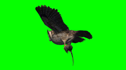 Owl in fly with gray rat in the claw - seperated on green screen