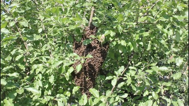 Swarming bees. Formation of a new colony (family) bees.