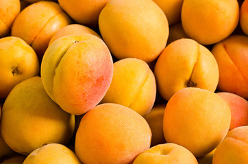 a lot of ripe apricots