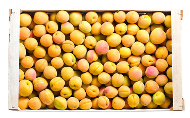 a lot of ripe apricots