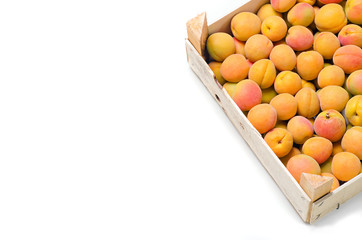 a lot of ripe apricots