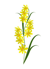 buttercup flower isolated on white background
