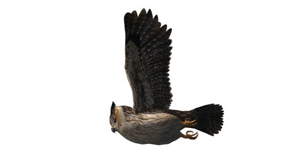 Owl in fly - seperated on white background