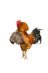 Beautiful rooster.