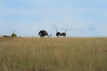 birds in the Masai Mara