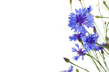 blue cornflowers  isolated - obrazy, fototapety, plakaty