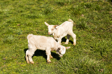 Obraz premium Two baby goats playing