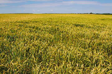 Wheat field