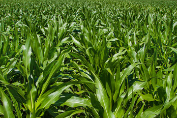 Corn field