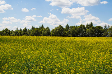 Obraz premium Rapeseed field