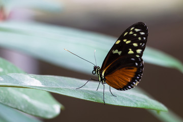 Fototapeta na wymiar Tiger Longwing butterfly