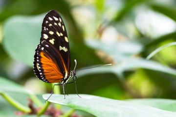 Obraz na płótnie Canvas Tiger Longwing butterfly
