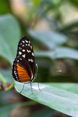 Fototapeta na wymiar Tiger Longwing butterfly
