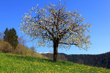 Naklejka premium Löwenzahn- und Kirschbaumblüte